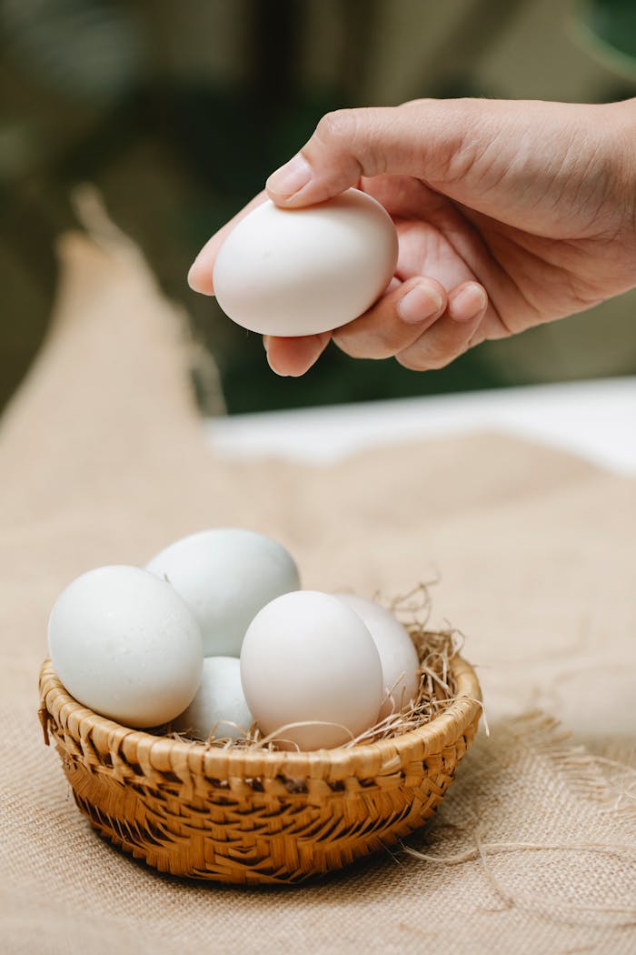 Crop unrecognizable person taking fresh white chicken egg from wicker basket against blurred background in daytime